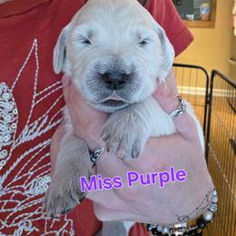Girl 6 - Light golden female Golden Retriever puppy in Waynesburg, Ohio from Avalon English Retrievers