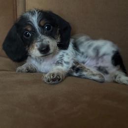 Boy 1 - Piebald male Dachshund puppy in Gastonia, North Carolina from Lanier’s Little Weenies