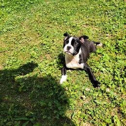Boston Terrier Puppies from The Christian Bostons