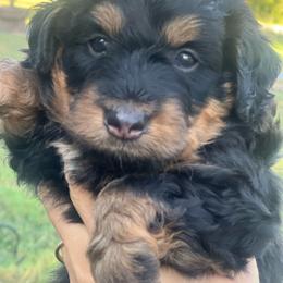 Jadan - Black tri-color male Aussiedoodle puppy in Yellville, Arkansas from Ozark Mountain Doodles & Pugs