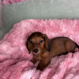 Tex - Sable male Dachshund puppy in Lake City, Florida from My Ditzy Doxies of Florida