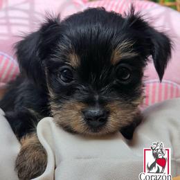 Lucky - Black and tan male Yorkshire Terrier puppy in California from Corazon de gigante