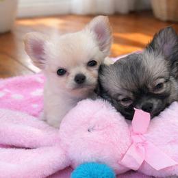 Chihuahua puppies from Cranbrook Kennels