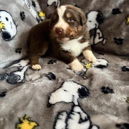 Peter - Red tri-color male Australian Shepherd puppy in Atkinson, Illinois from Diamond Ridge Aussies