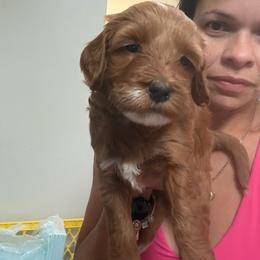 Purple - Red  female Goldendoodle puppy in Southampton, Pennsylvania from Pumpkin Patch Doodles