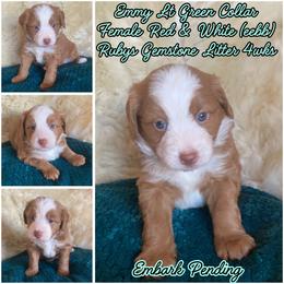 Emmy - female Australian Mountain Doodle puppy in Port Orchard, Washington from Yukon Harbor Doodles