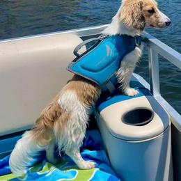 Benji - Dachshund
