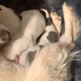 Chihuahua and Companion Cross Puppies from Lee’s Applehead Chihuahuas