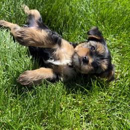 Yellow Collar girl - Black and tan female Yorkshire Terrier puppy in Walla Walla, Washington from Linda Sherman