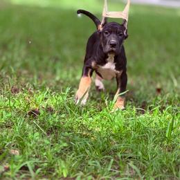 Cappuccino - Fawn female Great Dane puppy in Montgomery, Texas from KD Sweet Southern Danes