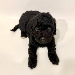 Purple Collar - Black female Goldendoodle puppy in Valley Center, Kansas from The Goldendoodle Gal
