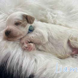 Liam - Parti male Goldendoodle puppy in Jonesboro, Arkansas from Honeysuckle Creek Goldendoodles