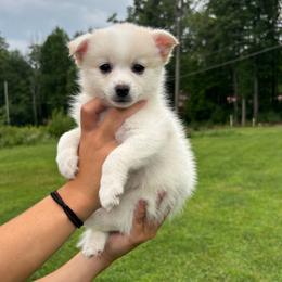 G1 - White and gold female Border Collie puppy in Milton, Pennsylvania from C&C Border Collies