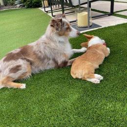 Pembroke Welsh Corgi Puppies from Dream Catcher Corgis