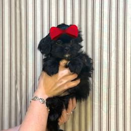Girl 1 - Black female Shih Tzu puppy in Seguin, Texas from Dolled Up Shih Tzus