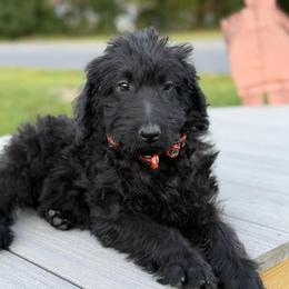 Theo - Black male Labradoodle puppy in Georgetown, South Carolina from Muddy Bay Kennels