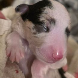 Two - Blue merle male Australian Shepherd puppy in Albany, Oregon from Red Cloud Australian Shepherds and DeGray Great Danes & Bulldogs