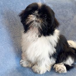 Pepe - Black and white male Shih Tzu puppy in California from Boodaboo Shih Tzu’s