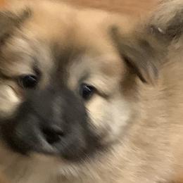 Icelandic Sheepdogs from Hrafnkell Icelandics