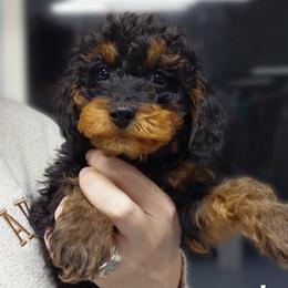 Darth - Black and tan male Cavapoo puppy in Eau Claire, Wisconsin from Fisher River Doodle's