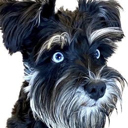 Elsa - Miniature Schnauzer