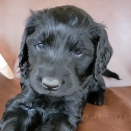 Boy 3 - Black Goldendoodle puppy in Orlando, Florida from Rae's Littles
