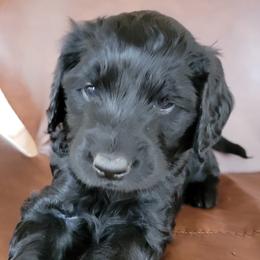 Boy 3 - Black Goldendoodle puppy in Orlando, Florida from Rae's Littles