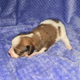 John - White and red male Papillon puppy in Hollister, Missouri from Swan Creek Kennel