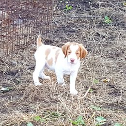 Brittany Puppies from Center Ridge Brittanys
