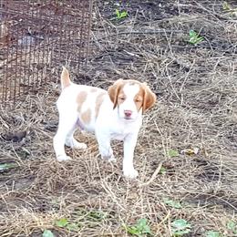 Brittany Puppies from Center Ridge Brittanys