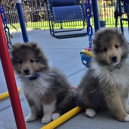 Shetland Sheepdogs from Trio Shelties