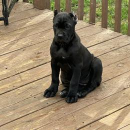 Pink collar - Black female Cane Corso puppy in Snellville, Georgia from A Really Good Kennel