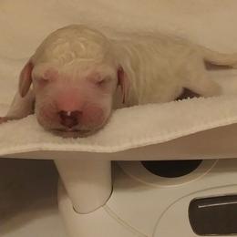 Poodle Puppies from Barbi's Standards