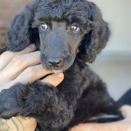 Poodle Puppies from Parapoodles