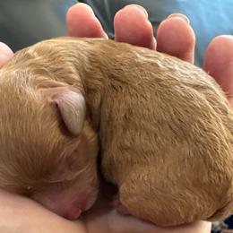 Strong (AKC) - Apricot male Poodle puppy in Tupelo, Mississippi from Ruby D. Farms