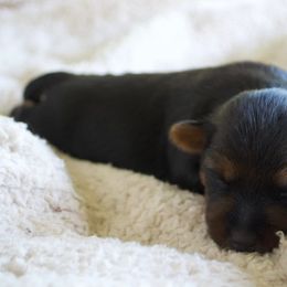 Australian Terrier Puppies from ZoeZoo Australian Terriers