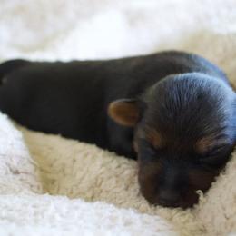 Australian Terrier Puppies from ZoeZoo Australian Terriers