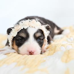 BLOSSOM - Black and tan female Pembroke Welsh Corgi puppy in Mona, Utah from Sorensen Corgis