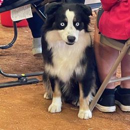 Blizzard - Australian Shepherd