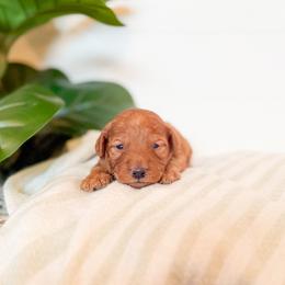 Waffle - Apricot male Goldendoodle puppy in Jackson, Tennessee from Doodlebug Farms