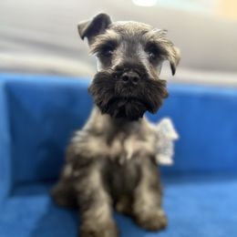 Zoie - Salt and pepper female Miniature Schnauzer puppy in La Mirada, California from SchnauzersRus