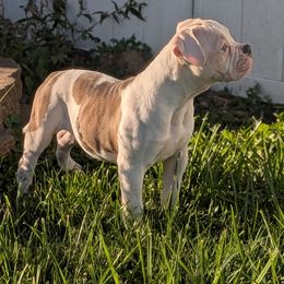 Bailie - White and brindle female American Bulldog puppy in Erie, Pennsylvania from Elijah's American Bulldogs LLC