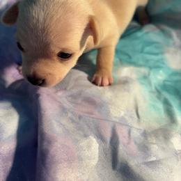 June - Cream female Chihuahua puppy in Scranton, South Carolina from The Magnolia Pawlor, LLC