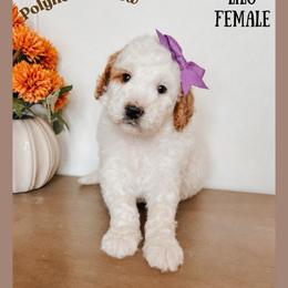 Lilo - Red  female Goldendoodle puppy in Hilton, New York from The House of Goldendoodle