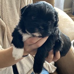 Shih Tzu Puppies from Tami's Shih Tzus