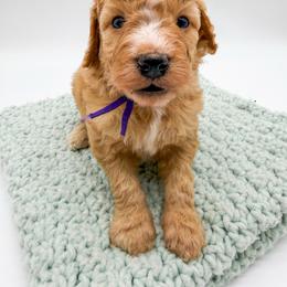 Hurricane - Red  female Goldendoodle puppy in Sunman, Indiana from Brunsman Country Doodles LLC