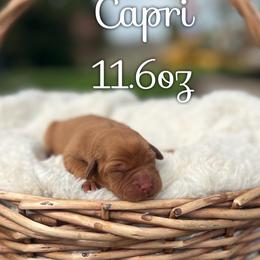 Capri - Yellow female Labrador Retriever puppy in Puyallup, Washington from 12 Door Farm Labradors