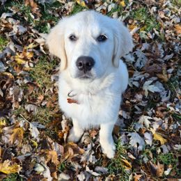Juniper - Golden Retriever puppy from High Society Farm