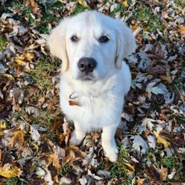 Juniper - Golden Retriever puppy from High Society Farm
