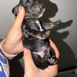 Boy 3 - Black and cream male Dachshund puppy in Oroville, California from Barnes’ Doxies